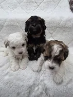 Tilly, a female Maltipoo for sale in Grandville, MI – Photo 2 of 6