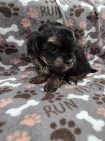 Tilly, a female Maltipoo for sale in Grandville, MI – Photo 4 of 6