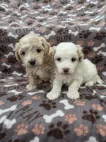 Willy, a male Maltipoo for sale in Grandville, MI – Photo 2 of 4