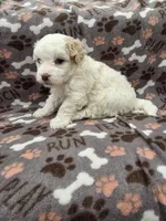 Willy, a male Maltipoo for sale in Grandville, MI – Photo 4 of 4