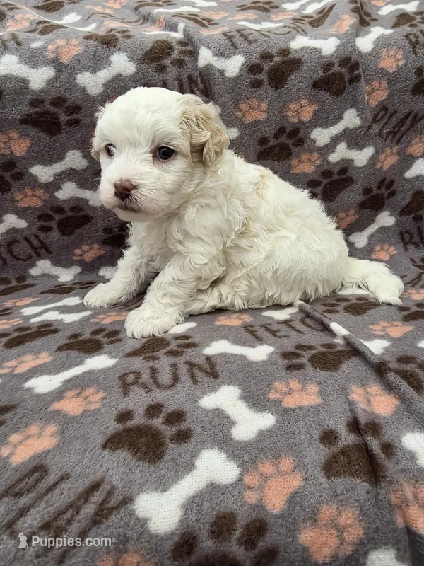 Willy, a male Maltipoo for sale in Grandville, MI – Photo 1 of 4