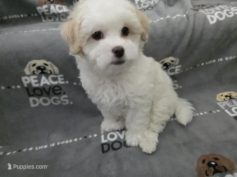 Willy – Maltipoo puppy for sale in Grandville, MI
