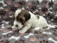 Milly, a female Maltipoo for sale in Grandville, MI – Photo 2 of 6