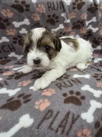 Milly, a female Maltipoo for sale in Grandville, MI – Photo 3 of 6