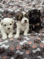 Milly, a female Maltipoo for sale in Grandville, MI – Photo 4 of 6