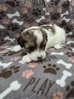 Milly, a female Maltipoo for sale in Grandville, MI – Photo 5 of 6