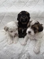 Milly, a female Maltipoo for sale in Grandville, MI – Photo 6 of 6