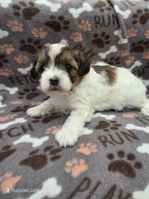 Milly – Maltipoo puppy for sale in Grandville, MI