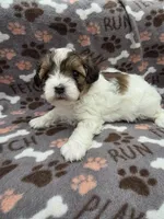Milly, a female Maltipoo for sale in Grandville, MI – Photo 1 of 6