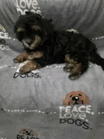 Tilly, a female Maltipoo for sale in Grandville, MI – Photo 3 of 5