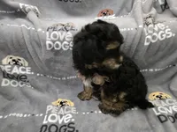 Tilly, a female Maltipoo for sale in Grandville, MI – Photo 4 of 5