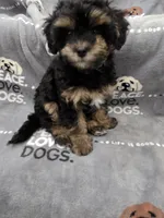 Tilly, a female Maltipoo for sale in Grandville, MI – Photo 1 of 5