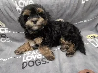 Tilly, a female Maltipoo for sale in Grandville, MI – Photo 2 of 5
