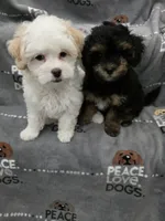 Tilly, a female Maltipoo for sale in Grandville, MI – Photo 5 of 5