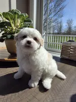 Willy, a male Maltipoo for sale in Grandville, MI – Photo 4 of 4
