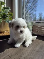 Willy, a male Maltipoo for sale in Grandville, MI – Photo 3 of 4
