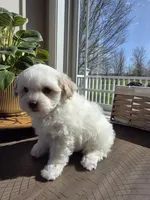 Willy, a male Maltipoo for sale in Grandville, MI – Photo 2 of 4