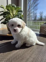 Willy, a male Maltipoo for sale in Grandville, MI – Photo 1 of 4