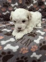 Lilly, a female Maltipoo for sale in Grandville, MI – Photo 3 of 5