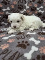 Lilly, a female Maltipoo for sale in Grandville, MI – Photo 2 of 5