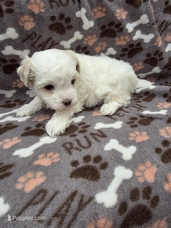 Lilly – Maltipoo puppy for sale in Grandville, MI