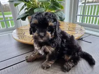 Tilly, a female Maltipoo for sale in Grandville, MI – Photo 2 of 3