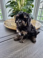 Tilly, a female Maltipoo for sale in Grandville, MI – Photo 3 of 3