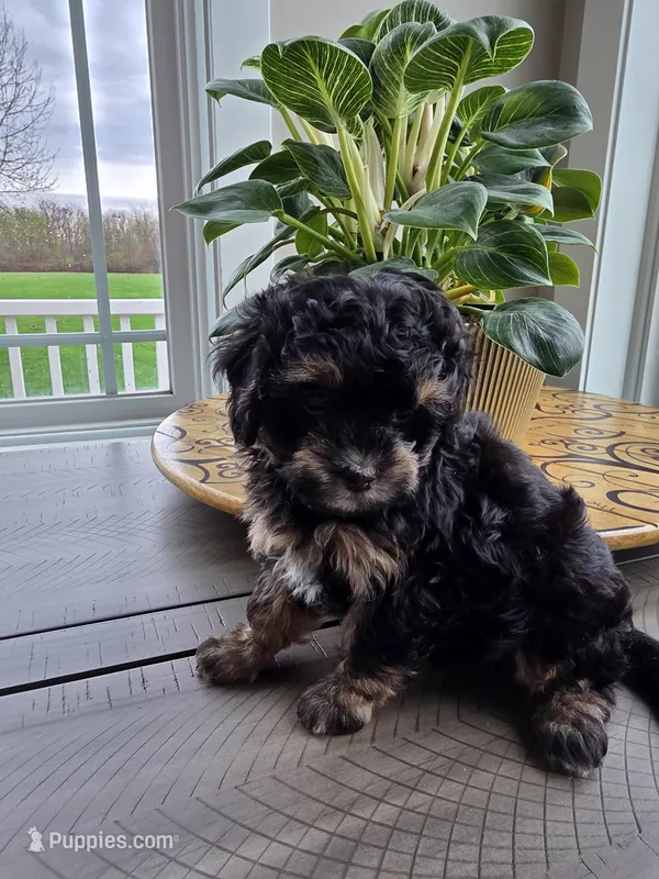 Tilly – Maltipoo puppy for sale in Grandville, MI