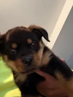 Fefe, a female Rottweiler for sale in Glenwood, IL – 3 of 10