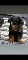 Fefe, a female Rottweiler for sale in Glenwood, IL – 2 of 10