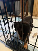 Fefe, a female Rottweiler for sale in Glenwood, IL – 7 of 10