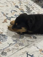 Fefe, a female Rottweiler for sale in Glenwood, IL – 5 of 10