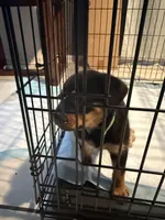 Fefe, a female Rottweiler for sale in Glenwood, IL – 4 of 10