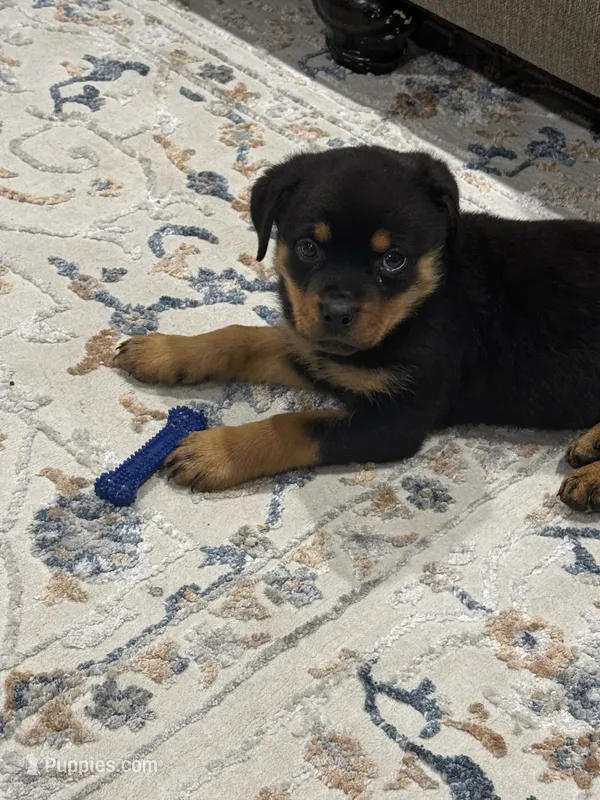 Fefe – Rottweiler puppy for sale in Glenwood, IL