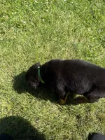 Fefe, a female Rottweiler for sale in Glenwood, IL – 9 of 10