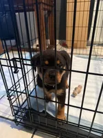 Fefe, a female Rottweiler for sale in Glenwood, IL – 8 of 10