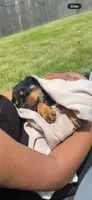 Fefe, a female Rottweiler for sale in Glenwood, IL – 6 of 10