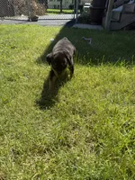 Fefe, a female Rottweiler for sale in Glenwood, IL – 10 of 10