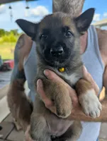 Yellow, a female Belgian Malinois and German Shepherd Dog for sale in Campbell, TX – 1 of 3