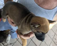 Black, a female Belgian Malinois and German Shepherd Dog for sale in Campbell, TX – 5 of 5