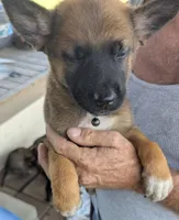 Black, a female Belgian Malinois and German Shepherd Dog for sale in Campbell, TX – 2 of 5