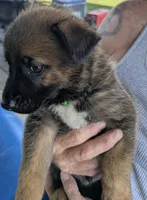 Green, a male Belgian Malinois and German Shepherd Dog for sale in Campbell, TX – 2 of 3