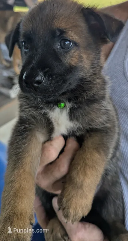 Green – Belgian Malinois, German Shepherd Dog puppy for sale in Campbell, TX