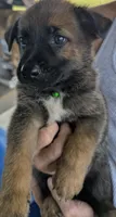 Green, a male Belgian Malinois and German Shepherd Dog for sale in Campbell, TX – 1 of 3