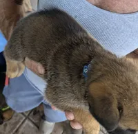 Blue, a female Belgian Malinois and German Shepherd Dog for sale in Campbell, TX – 4 of 4