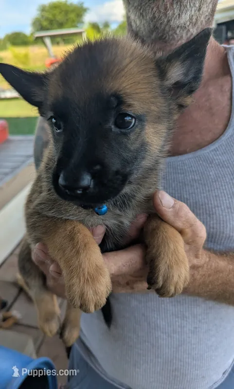 Blue – Belgian Malinois, German Shepherd Dog puppy for sale in Campbell, TX