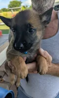 Blue, a female Belgian Malinois and German Shepherd Dog for sale in Campbell, TX – 1 of 4