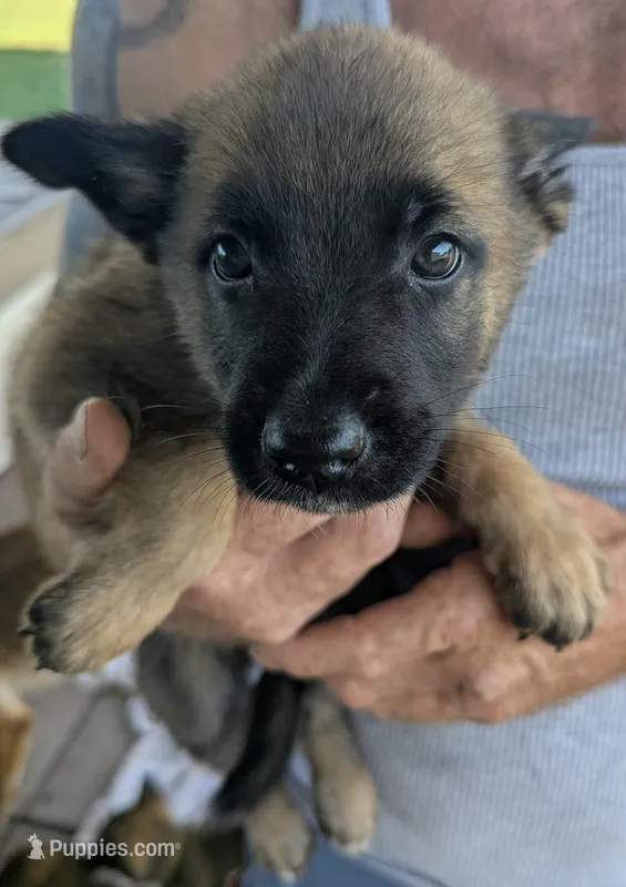 Purple – Belgian Malinois, German Shepherd Dog puppy for sale in Campbell, TX