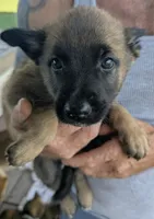 Purple, a female Belgian Malinois and German Shepherd Dog for sale in Campbell, TX – 1 of 3