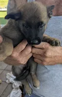 Purple, a female Belgian Malinois and German Shepherd Dog for sale in Campbell, TX – 3 of 3
